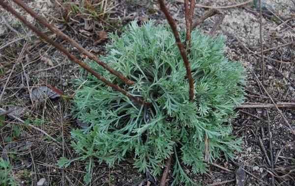 哪种野菜不适合孕妇吃,有中药成分的野菜孕妇可以吃吗