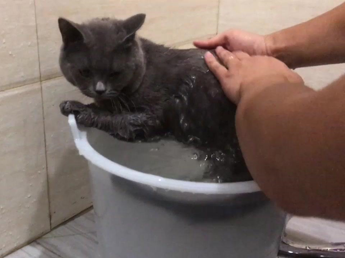 猫咪跳蚤怎么灭杀,猫咪跳蚤怎么彻底清除用什么喷雾