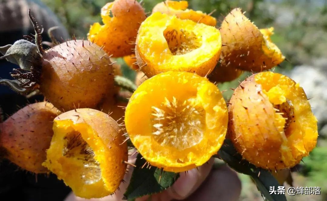 刺梨是贵州独有吗,贵州刺梨怎么去买