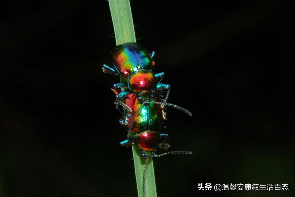 了解昆虫的基本知识,昆虫里面到底有哪些你不认识的