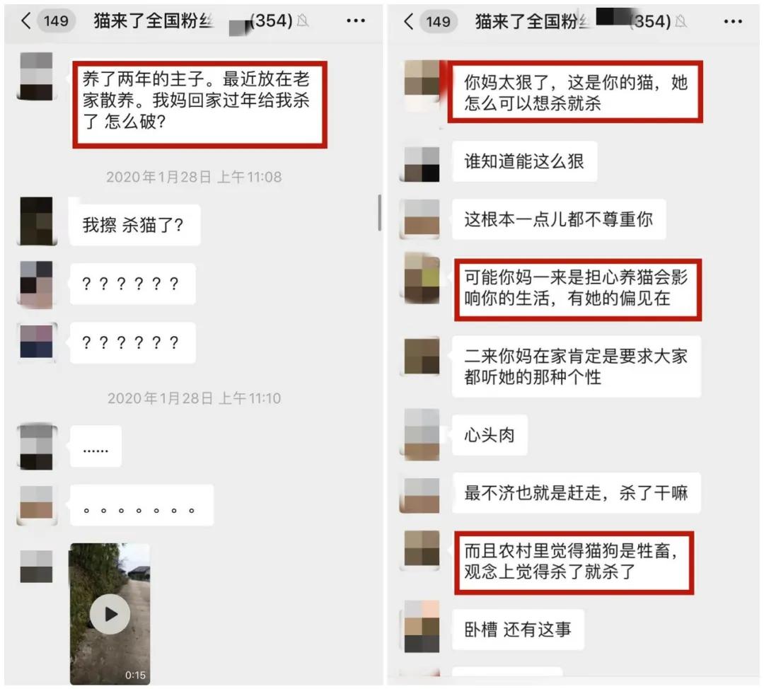 我妈叫我把养了一年的猫扔了,婆婆扔掉了我养了两年的猫后续