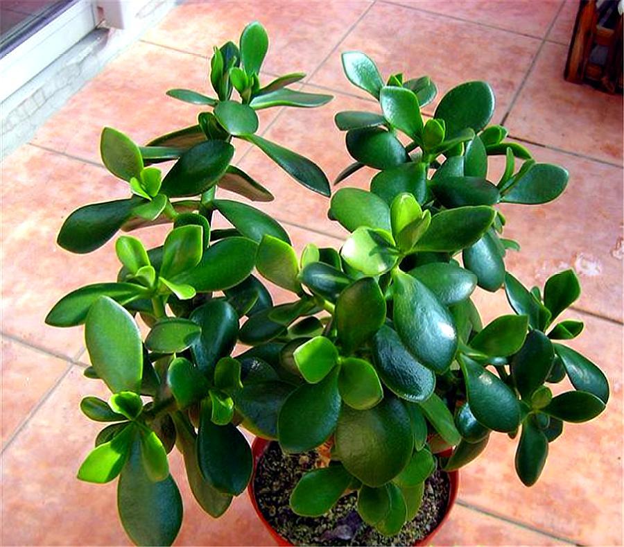 新移栽的玉树叶片打蔫怎么办,玉树叶片发蔫是怎么回事