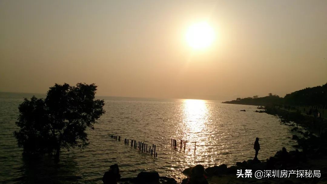 深圳湾的前世今生,深圳湾前身是什么村