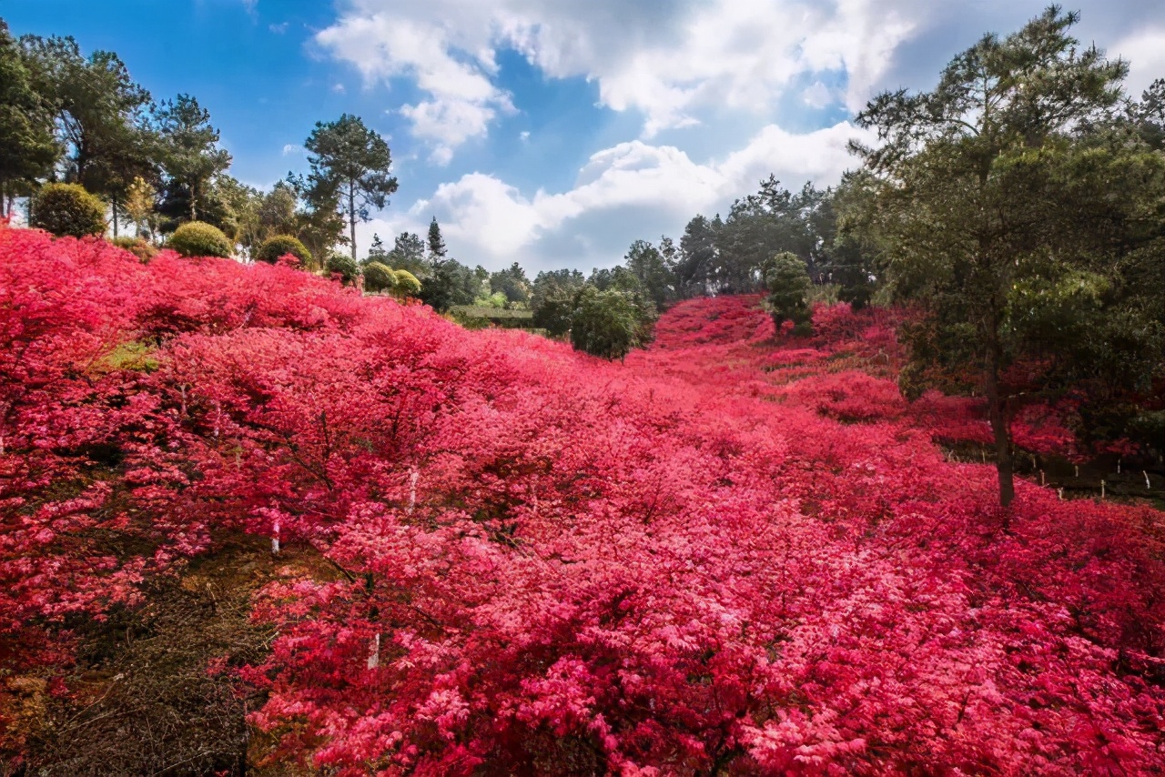新堡·枫叶谷旅游度假区最新视频,枫叶谷旅游度假区优惠政策