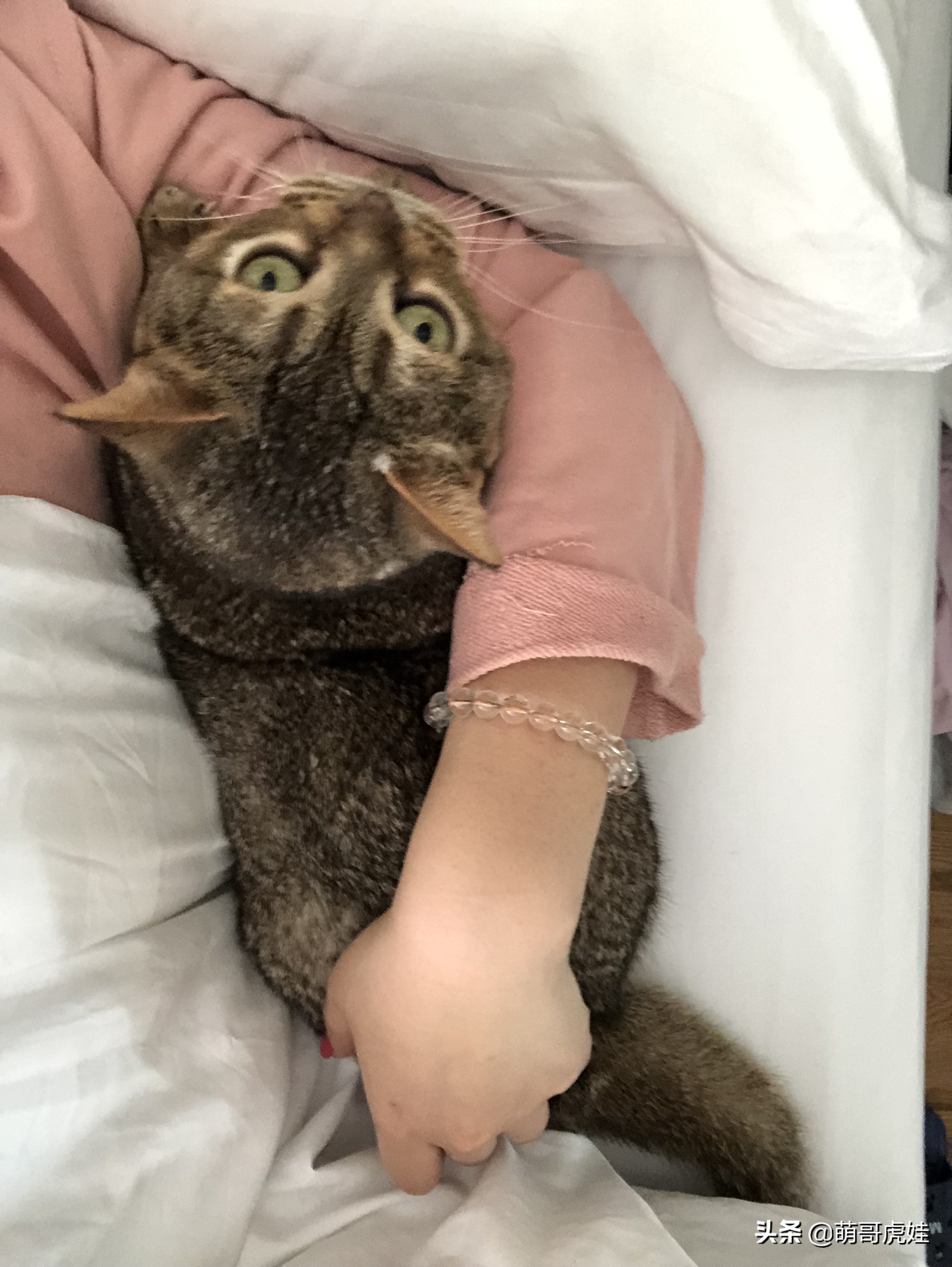 过年不忍心把宠物丢在家，霸气主人带着4只猫狗龟一起出门住酒店