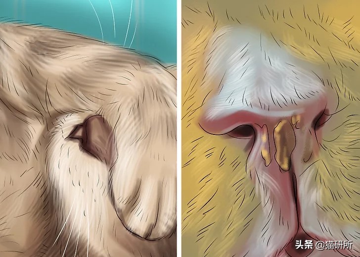 如果猫咪身体有异物会是什么表现,20个信号判断猫咪是否吞食异物