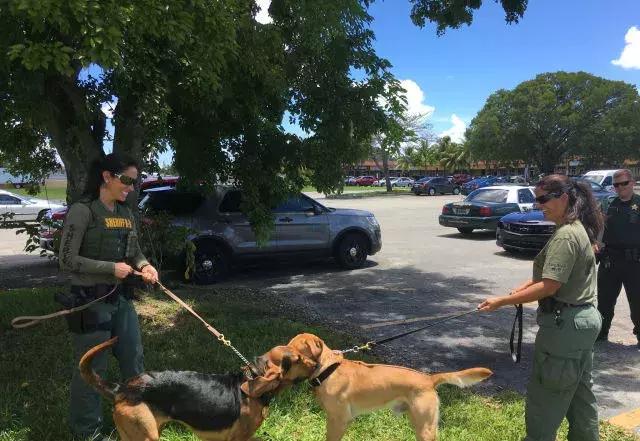 闻毒品的缉毒犬会因此染上毒瘾吗,缉毒犬是不是让它有毒瘾