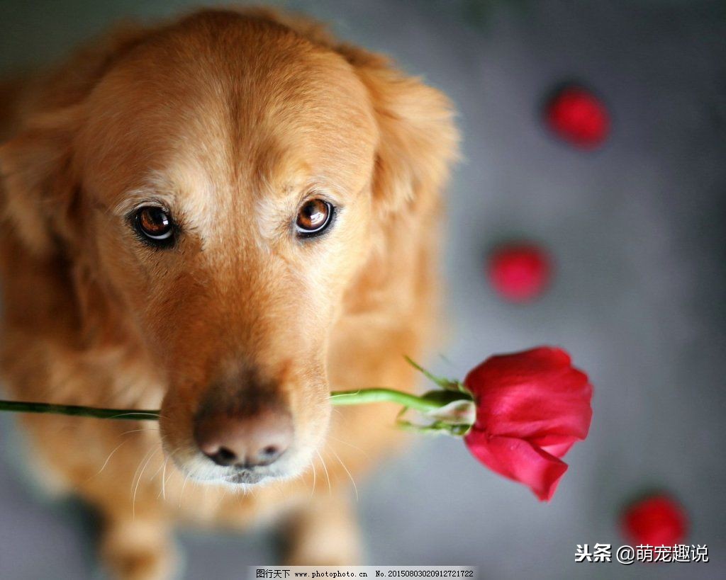 狗狗不愿意洗耳朵怎么做,狗狗不愿意去宠物店洗澡怎么办