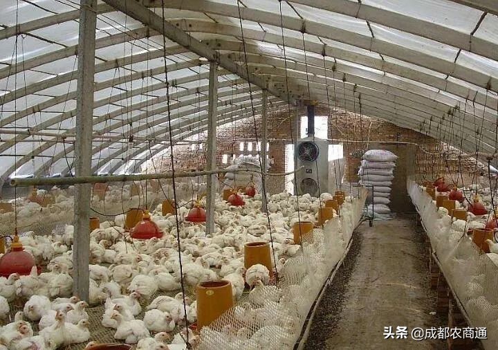 一只鸡一年能挣多少钱,一只鸡一年下蛋能赚多少钱