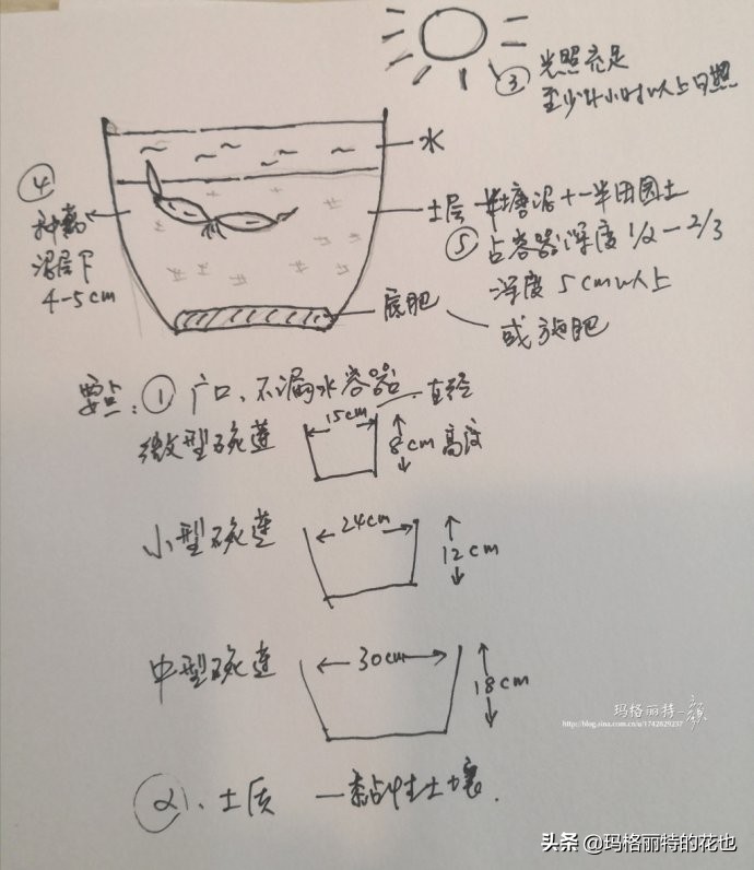 碗莲种子种植步骤及注意事项,碗莲种植方法超简单的快来看看吧
