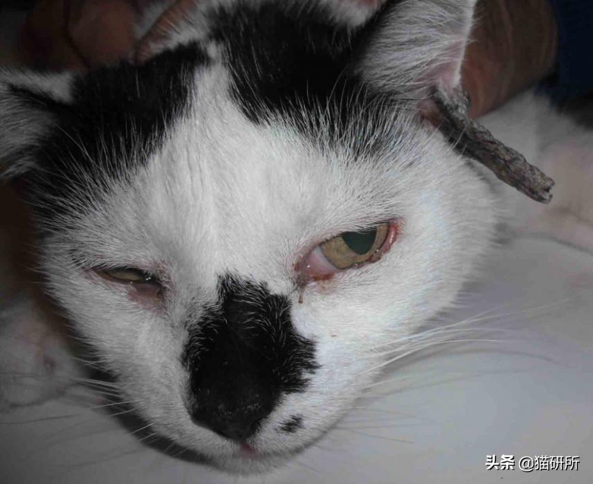 猫咪也会长“鸡眼”？肉垫上的角质增生需要切除吗？