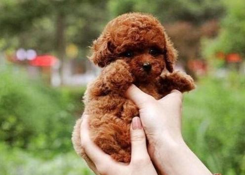 纯种泰迪犬性格及介绍,纯种泰迪犬串串