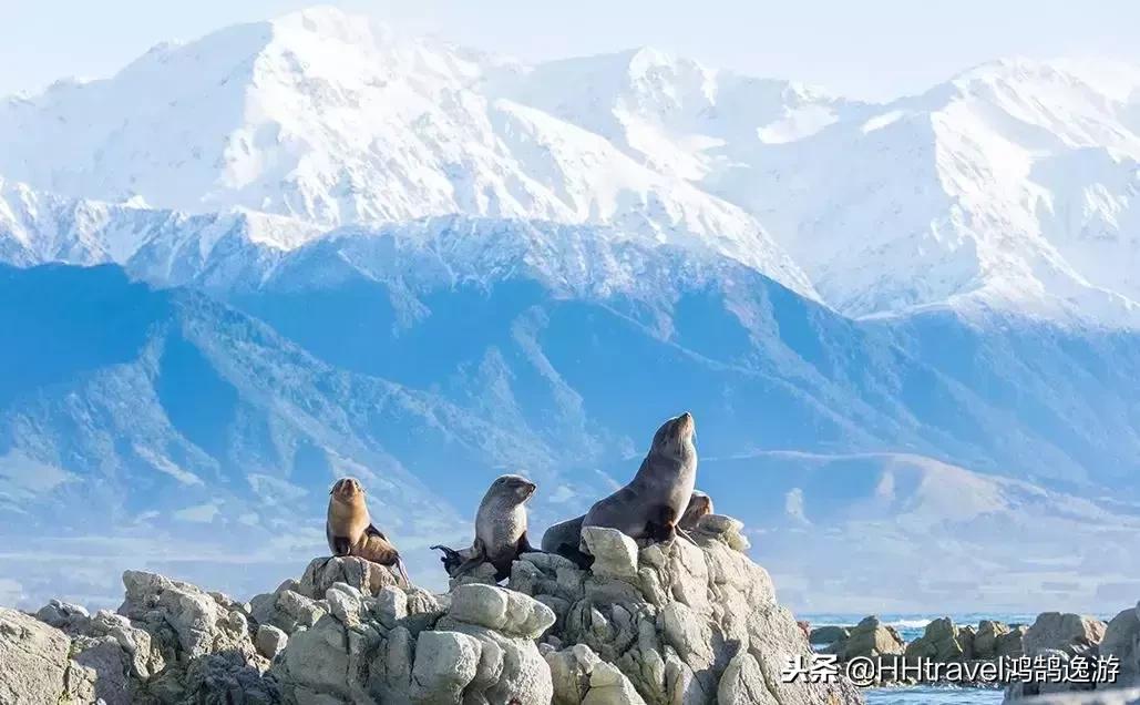 新西兰福克斯冰川旅行,新西兰乘直升机冰川旅游