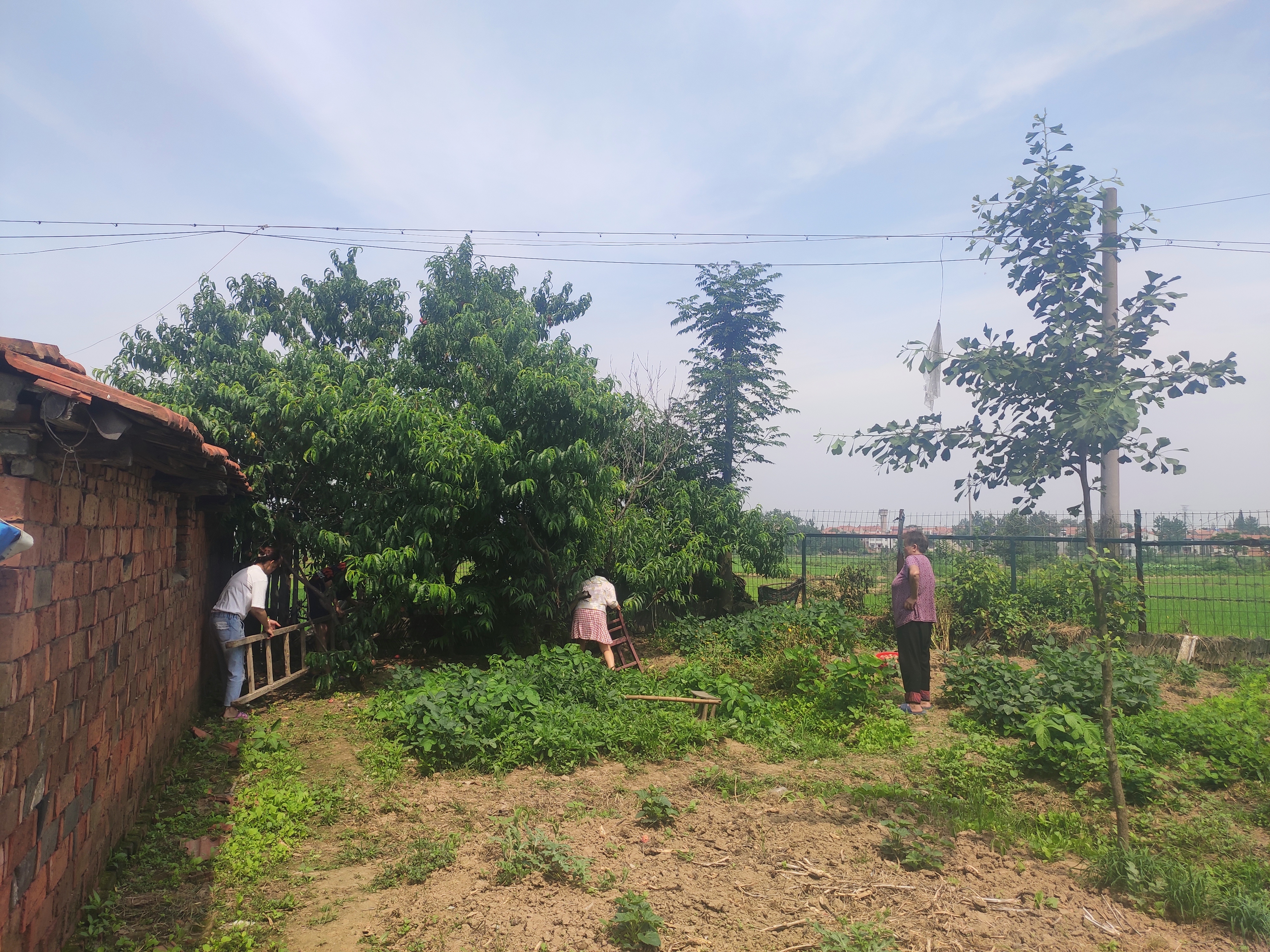 桃树一半死一半活预示什么,桃树枯萎意味着什么