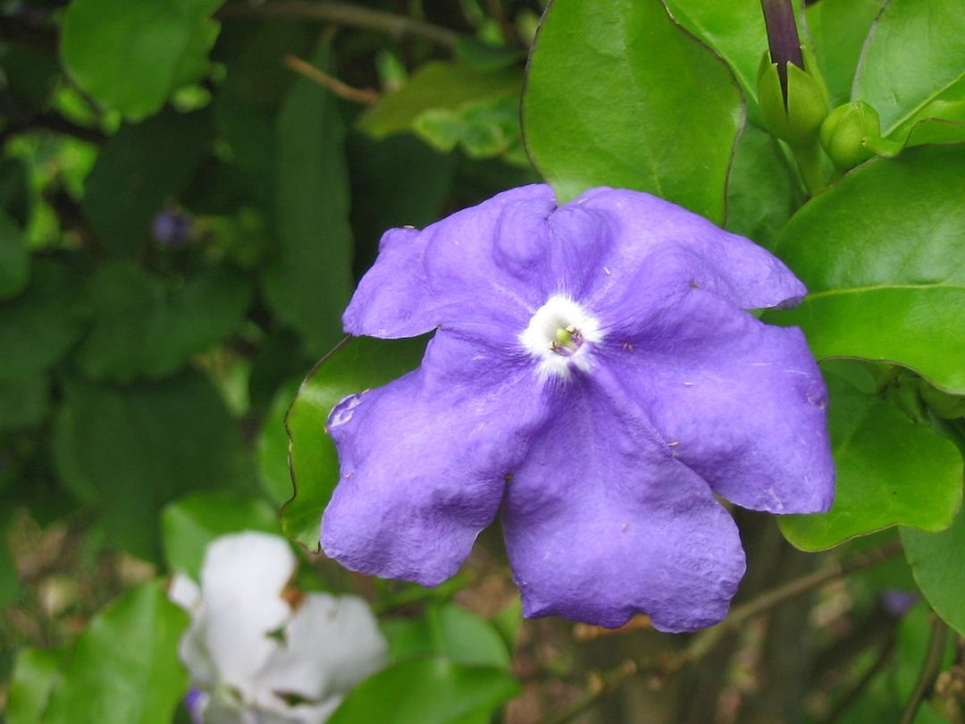 养栀子花茉莉注意什么,怎样才能让鸳鸯茉莉开花爆盆