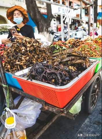 在柬埔寨必做的一百件事,一般去柬埔寨的人都是做什么