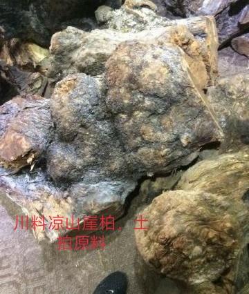 川料崖柏产地,崖柏和刺柏有什么区别