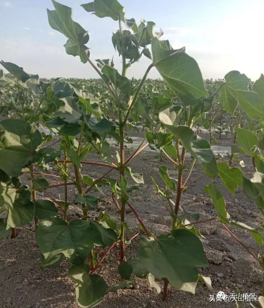 130团最新消息今天,130团春耕