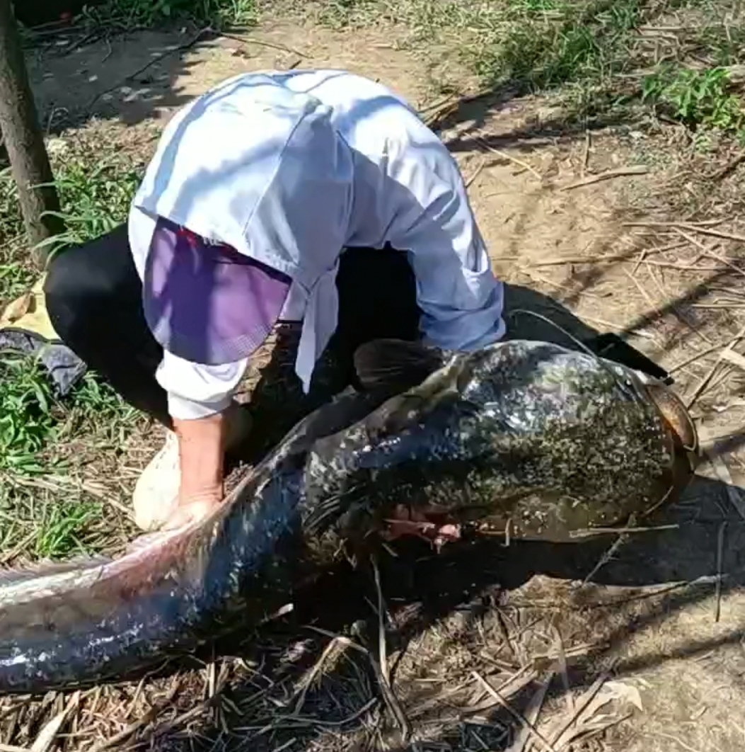 渔民抓获280斤重巨型鲶鱼,巨型鲶鱼居然被一个小伙钓上来了