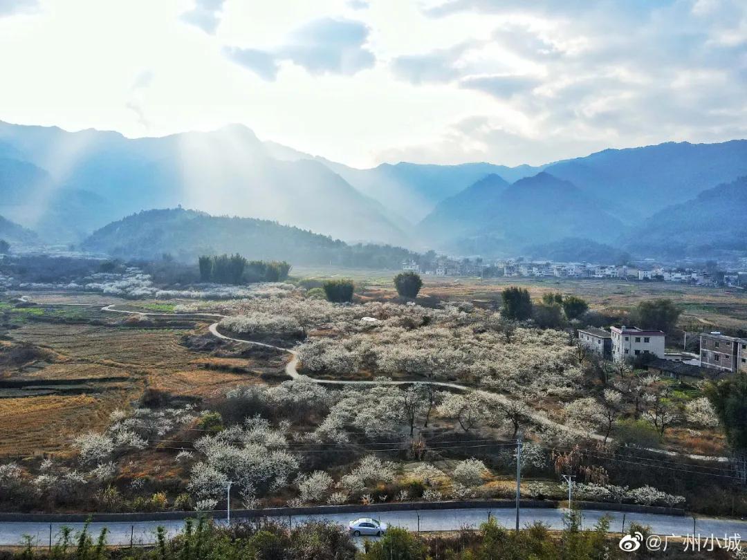 广州现在花开的季节,广州现在什么花开了