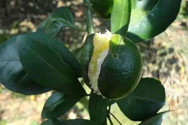 脐橙裂果的原因和解决方法,脐橙防内裂果的最佳方法