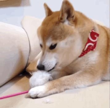 “gaydog”的意思是同性恋狗?gaydog何罪啊?