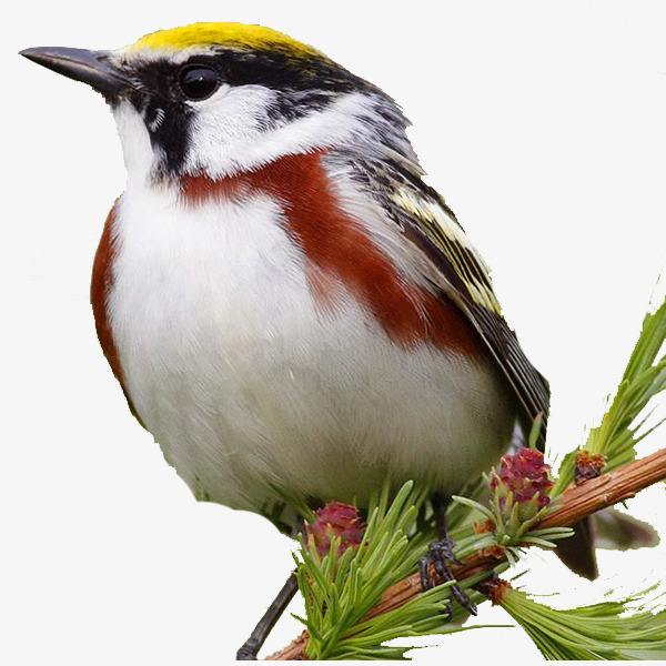 百灵鸟的故事大全,百灵鸟的故事300字