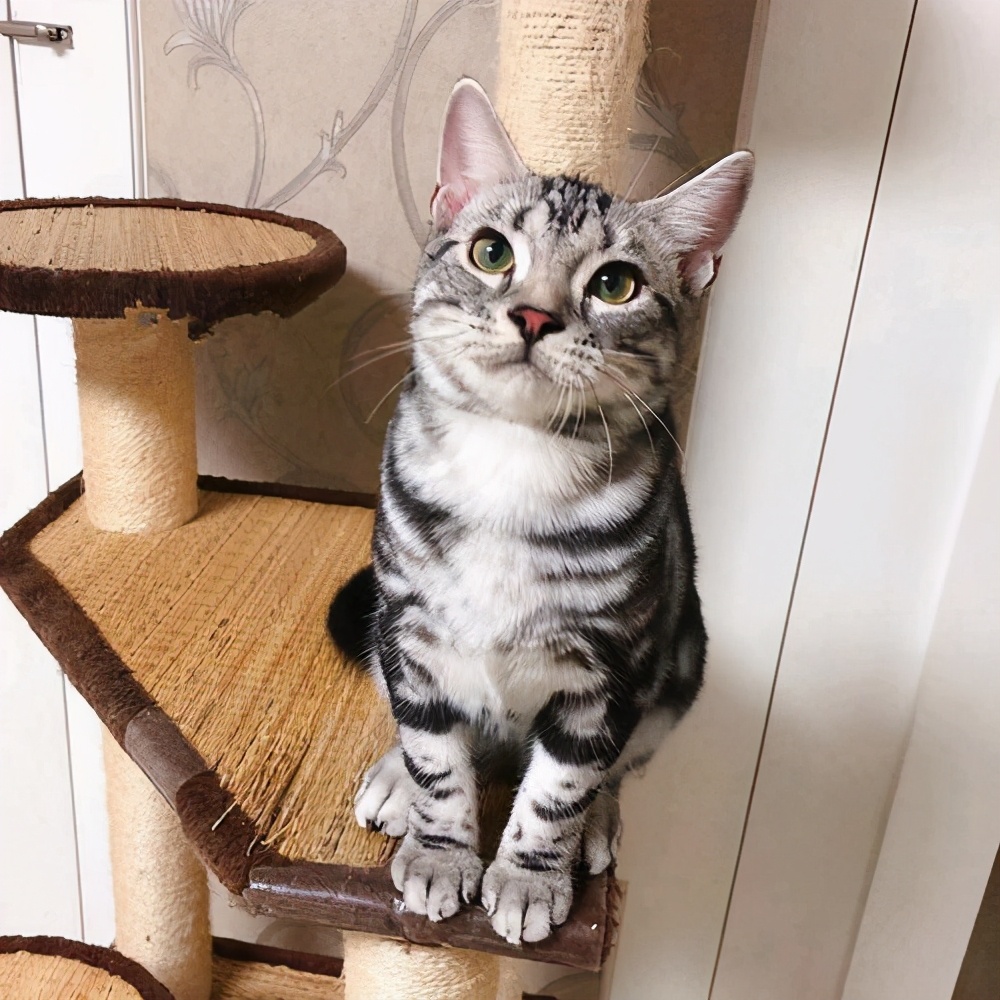 猫界中最通人性的几种猫你养了吗,蓝猫和蓝白猫的脾气温顺些