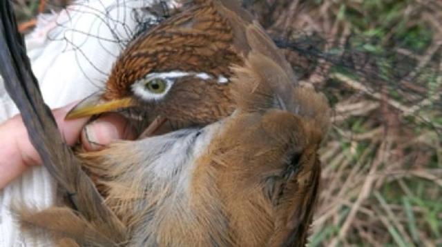 画眉鸟仰头了还继续饲养吗,画眉鸟戴帽好吗