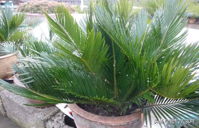 铁树日常如何养护,铁树养护方法最简单的