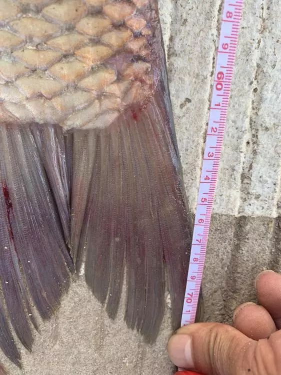 神鹤轻强硬评测,本汀神鹤轻强硬6.3米