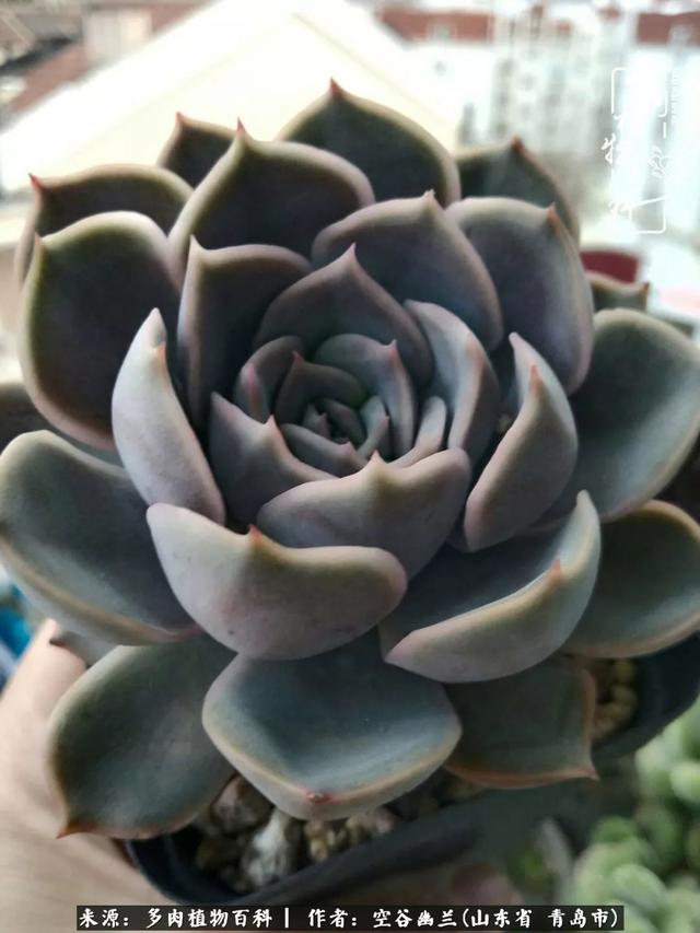 多肉最美的时光,多肉惊艳我的时光