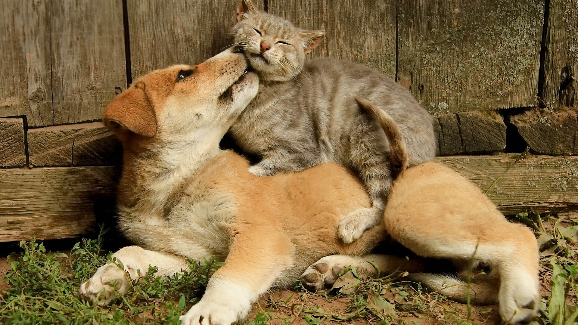 涨知识冷知识,你不知道的10条狗狗冷知识