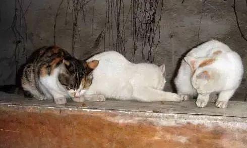 如何有效的避免宠物丢失,家里有小型宠物丢失怎么办