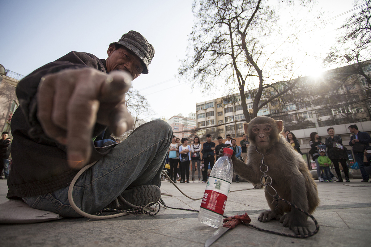 兰州耍猴人,甘肃兰州的耍猴艺人