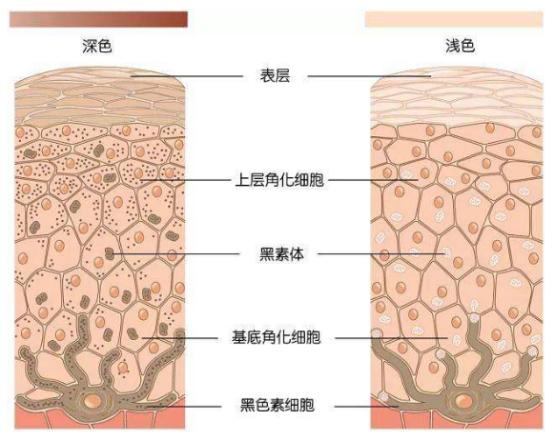 胶原蛋白到底是不是伪科学,胶原蛋白是美容还是智商税