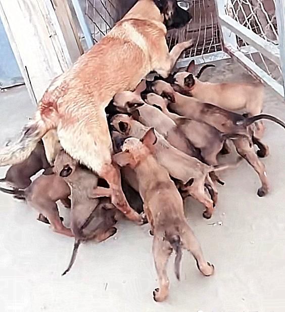 狗狗意外怀孕几个月生下小奶狗,狗狗怀孕了把它卖了