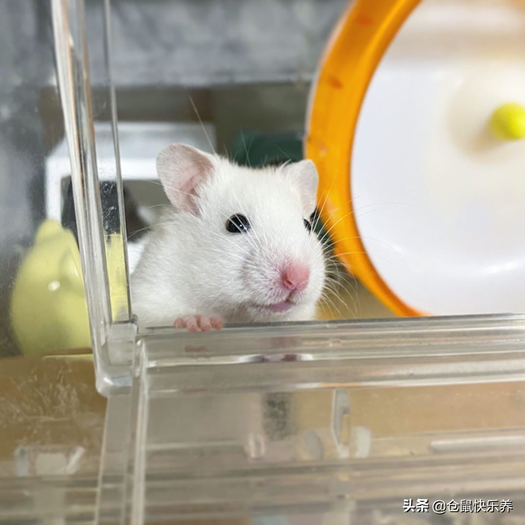 仓鼠离家出走的素材,仓鼠离家出走