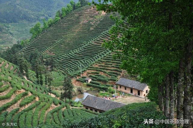 茶文化究竟是指什么意思,茶文化究竟是指什么详解