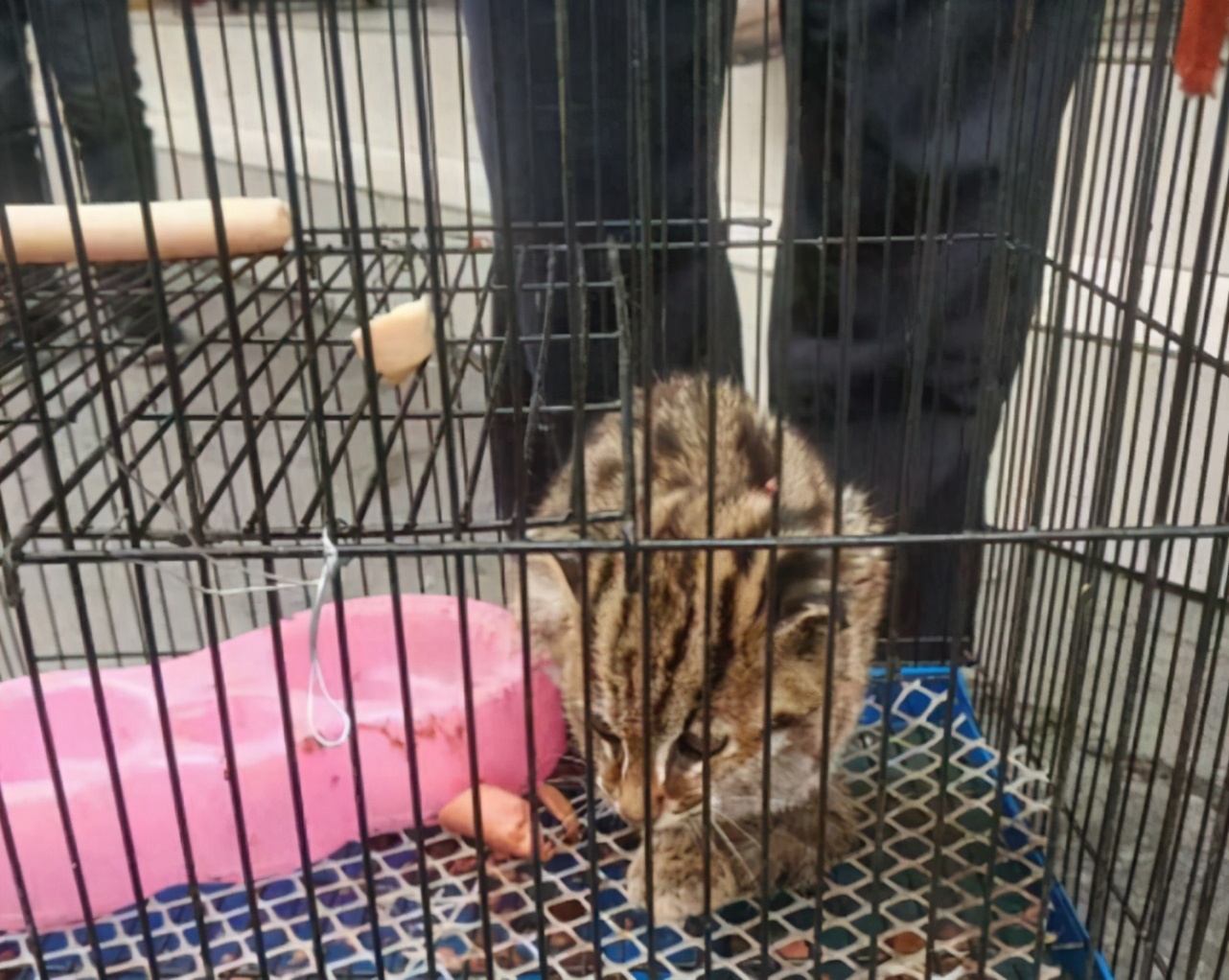 野生豹猫到村民家里偷鸡,豹猫偷鸡事件