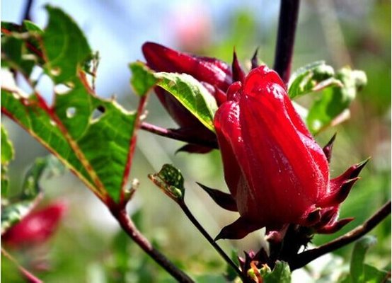 缅甸十大名贵水果,十大名贵水果有哪些