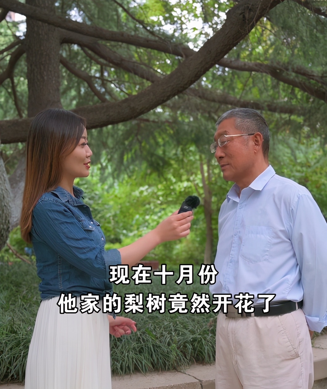 5月份梨树开花怎么回事,九月份梨树开花了是啥征兆