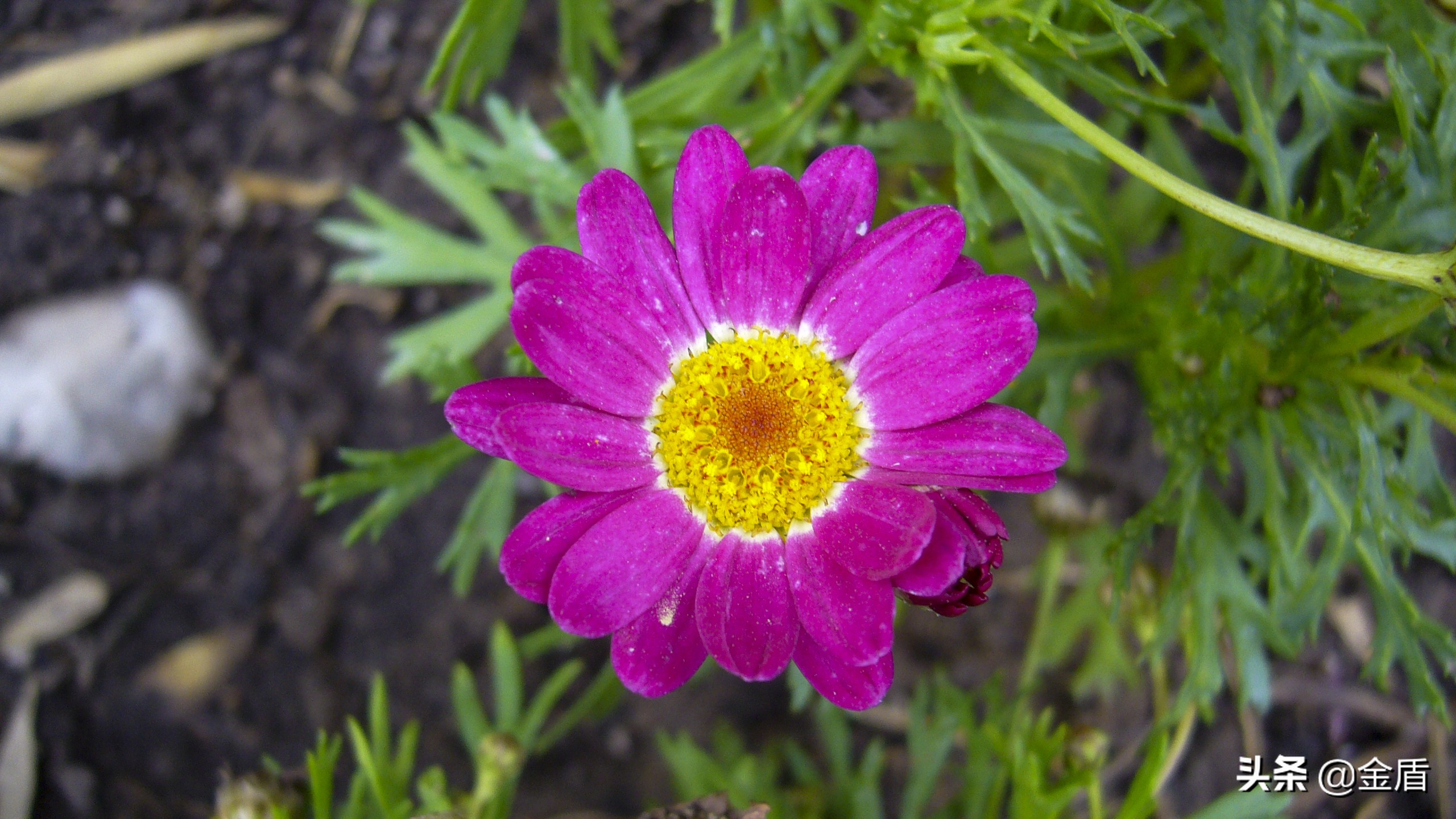 茼蒿花漂亮,木茼蒿花简介
