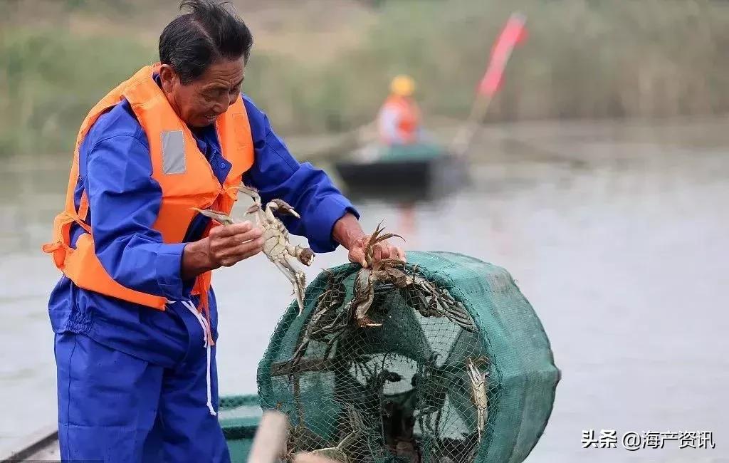 哪里大闸蟹可以媲美阳澄湖大闸蟹,阳澄湖大闸蟹和精品大闸蟹的区别