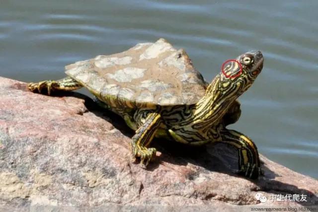 地图龟成体样子,地图龟种类及图解