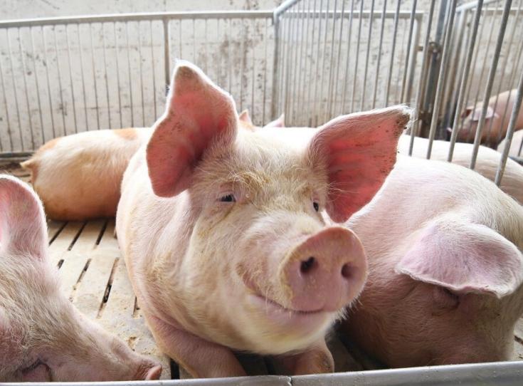 母猪早产有什么补救方法,母猪早产四五天猪仔成活率怎么样