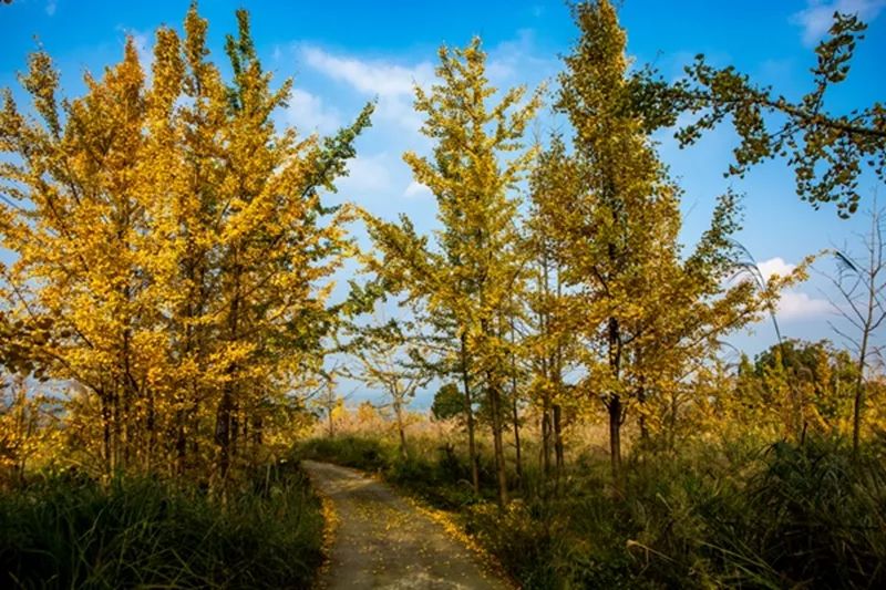 金黄色警报,黄色警报镜头