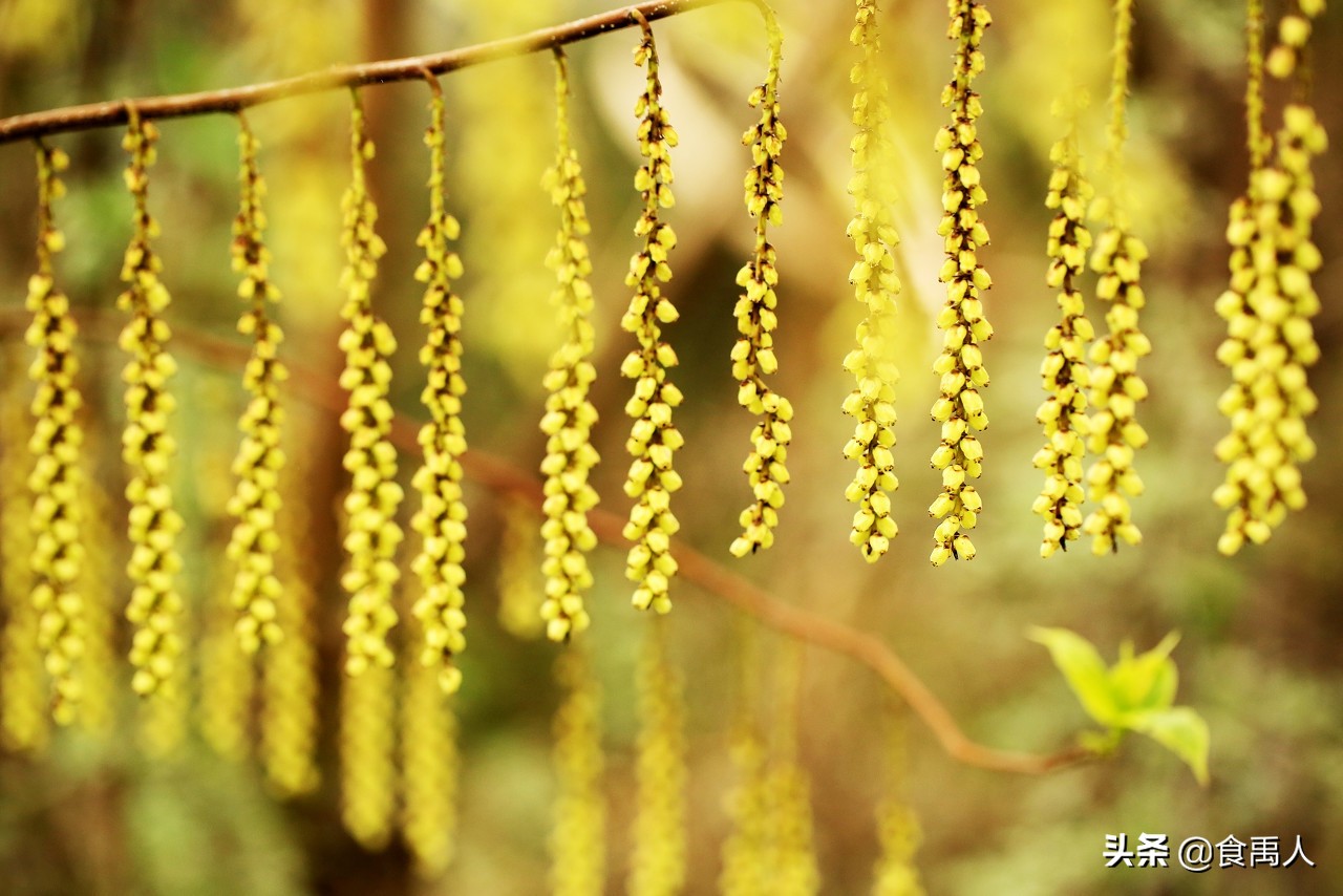 居天下之广居立天下之正位翻译,居天下之广居立天下之正位下一句