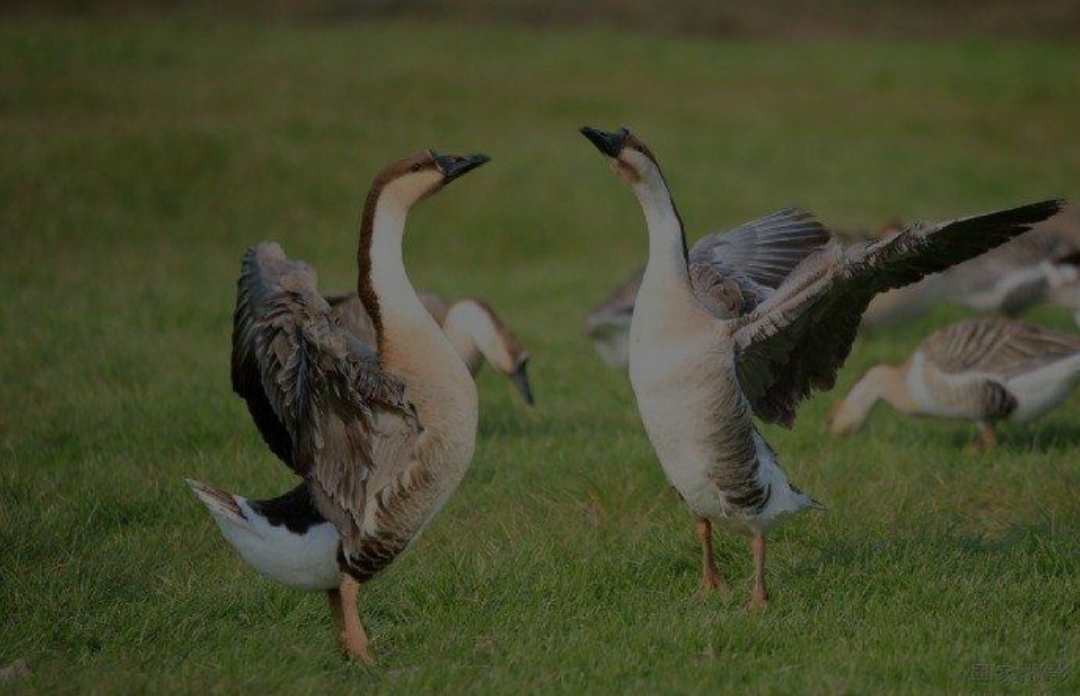 春雁古诗杜甫,官池春雁二首其一杜甫翻译