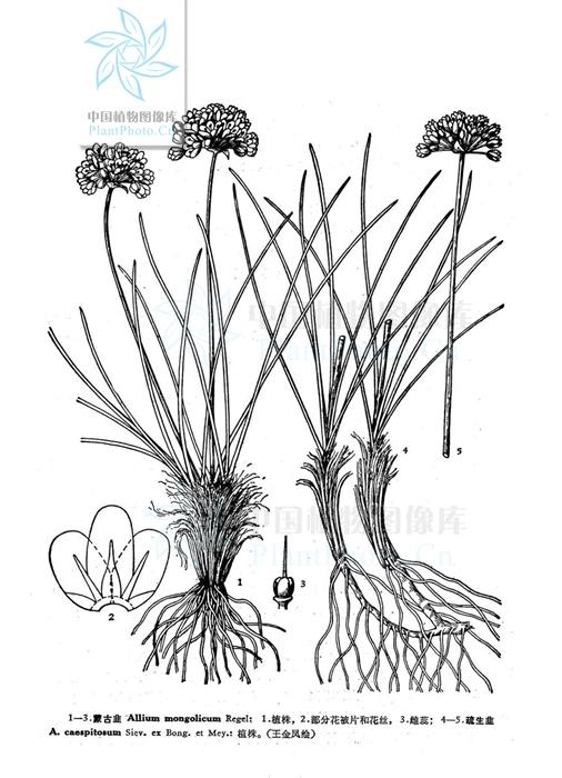昨天剁手买的50元一斤的沙葱，为什么有股韭菜味